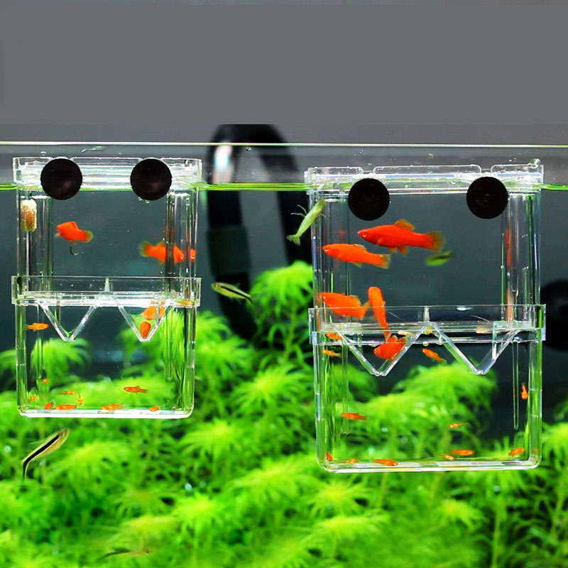 Aquarium Fish Betta - Tavuskuşu Balık Yetiştiriciliği İzolasyon Kutusu Balık