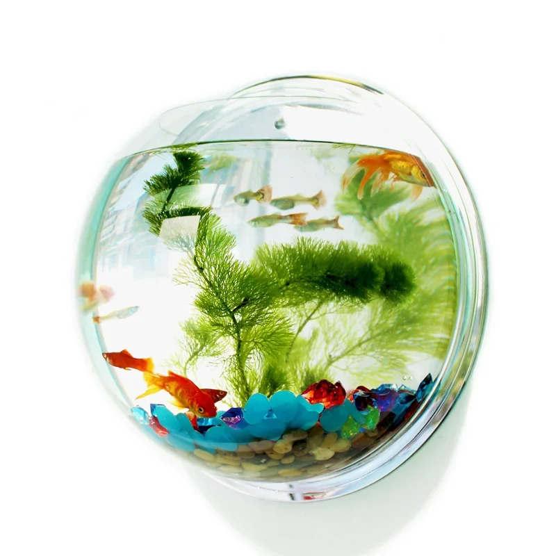 Pinsjar Akrilik Balık Kase Duv - Aquarium Fish Betta incelemesi ve fiyatı