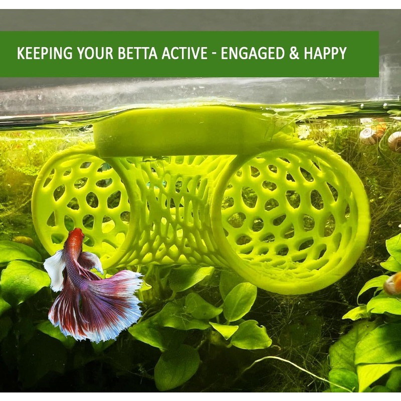 Betta balıklarının eğitimi, di - Aquarium Fish Betta incelemesi ve fiyatı