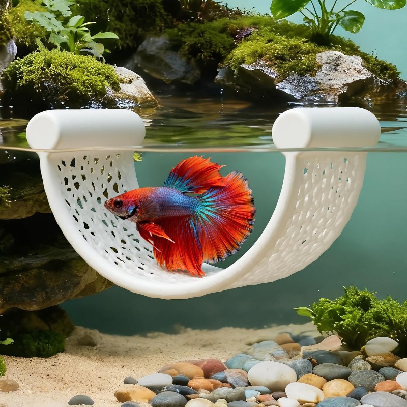 Betta balıklarının eğitimi, di - Aquarium Fish Betta incelemesi ve fiyatı